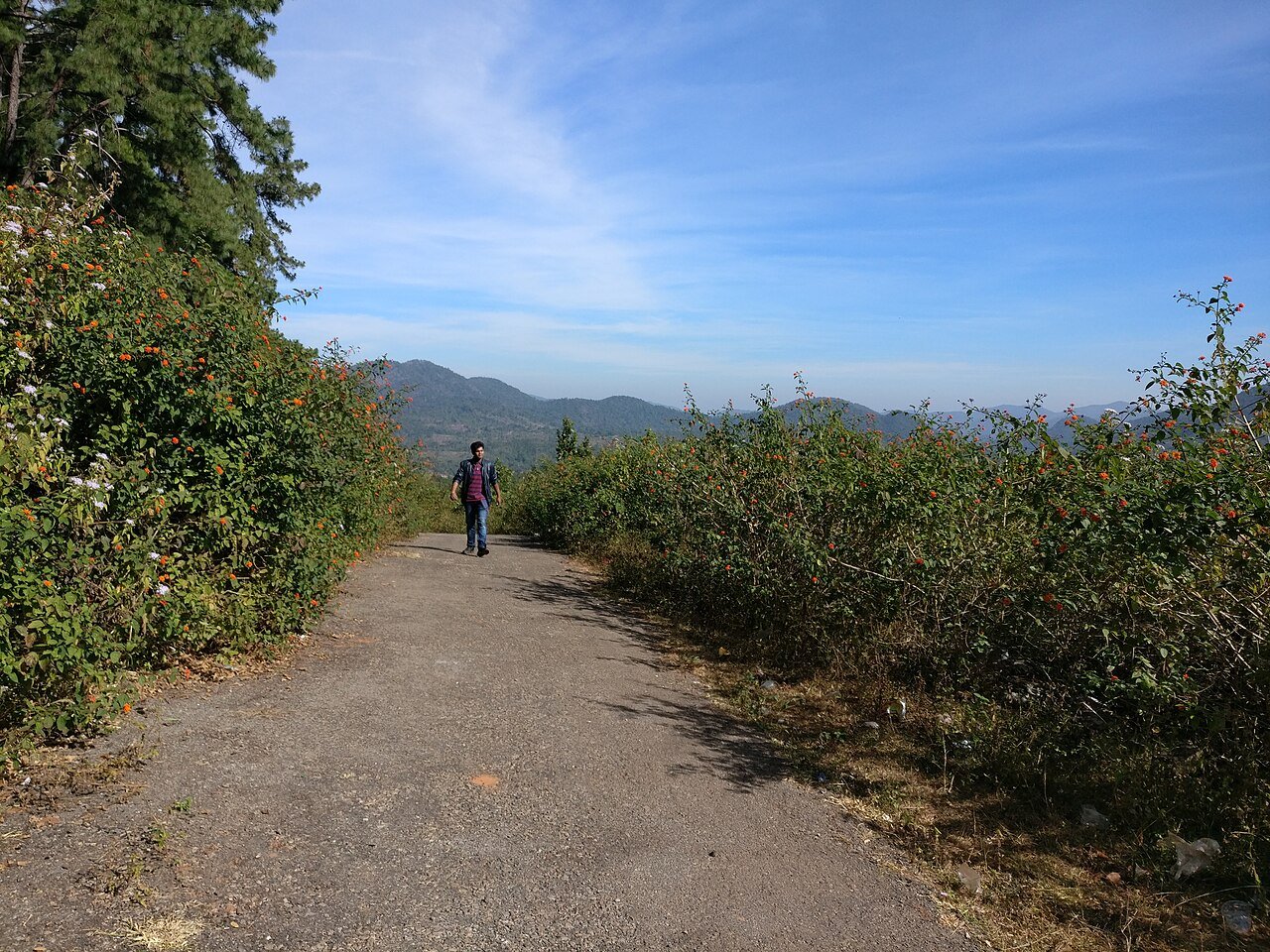 Daringbadi pine hills